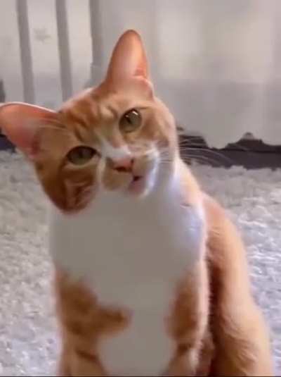 When a cat graduates from Meow University with honors in Vocal Arts