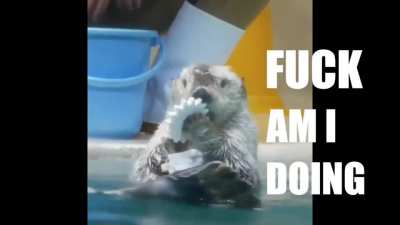This is Otterly Ridiculous