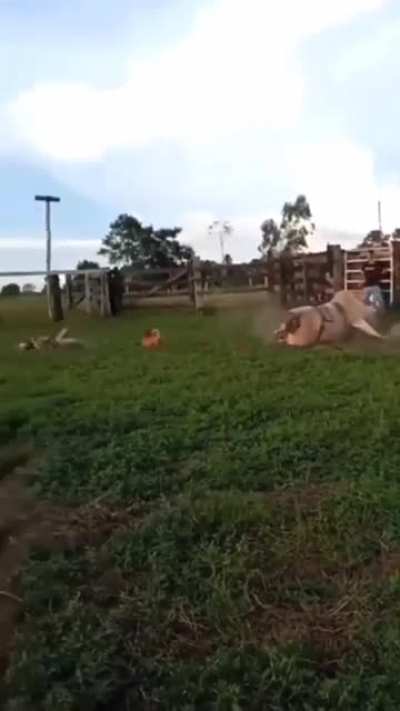 The bull always wins