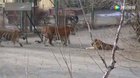 This huge 700 pound Siberian Tiger