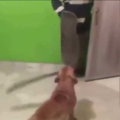 What da dog doin?
