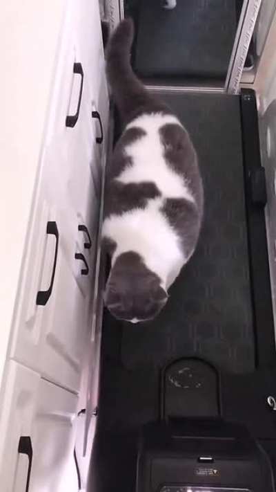 Piggy is trying his best to exercise on the treadmill.