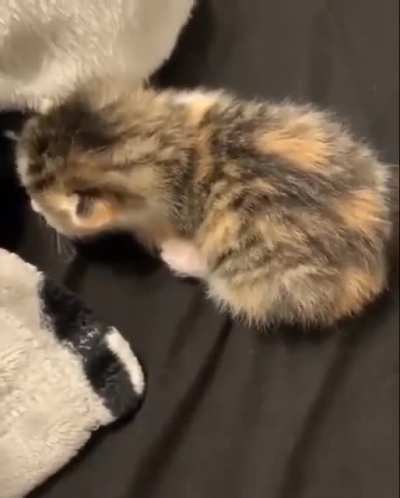 MEEEEEW-