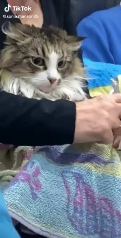 MEOW-