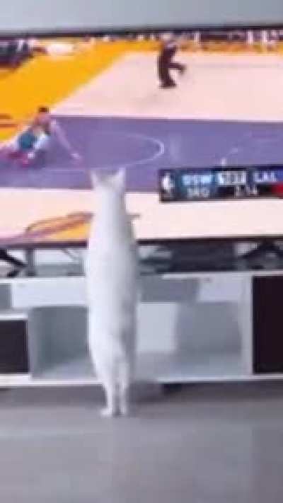 The magic cat
