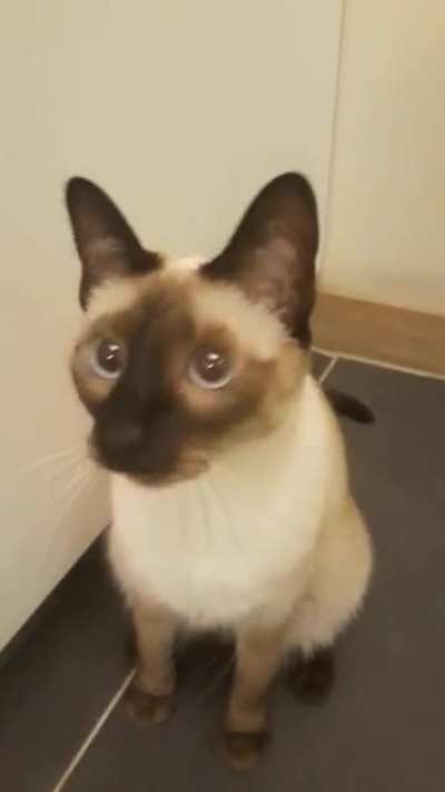 rate my cat