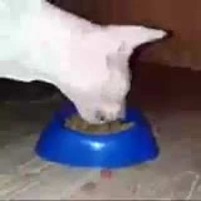 POV: Glutton Flaw