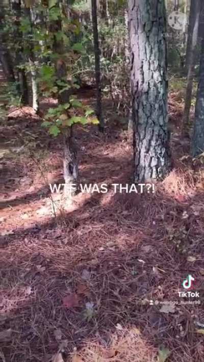 I was out on a trail ride when my horse stopped dead in his tracks. Everything went quiet, then we heard this! What is this?!