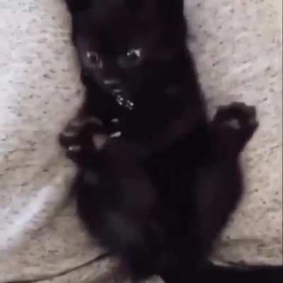 kitty figures out it has another leg