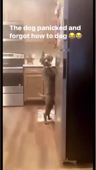 the dog forgot 💀