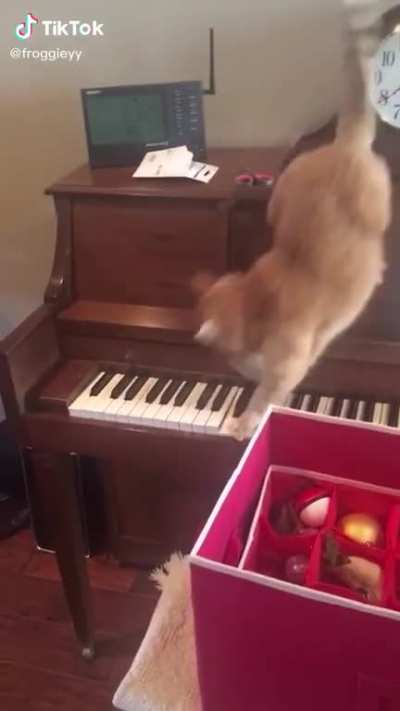 Cat regrets his actions