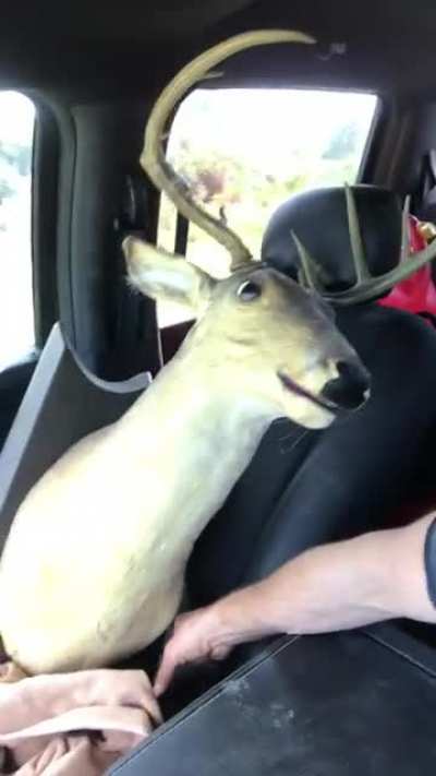 I spent my haircut money on a talking deer head! I really really needed a haircut, but, a talking deer head!!!