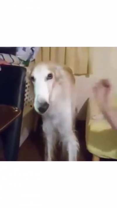 Narigudo