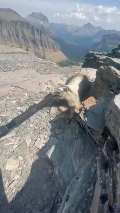 Marmot attempting to steal a trekking pole
