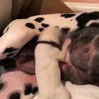 Dogs are weird.