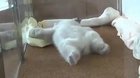 Baby polar bear struggles to get up