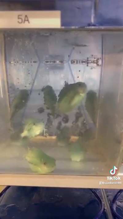 more lumpfish