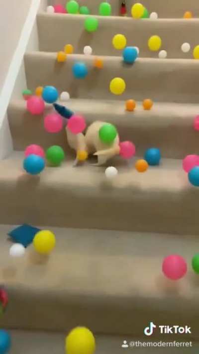 Deaf ferret gets a ballpit surprise @themodernferret