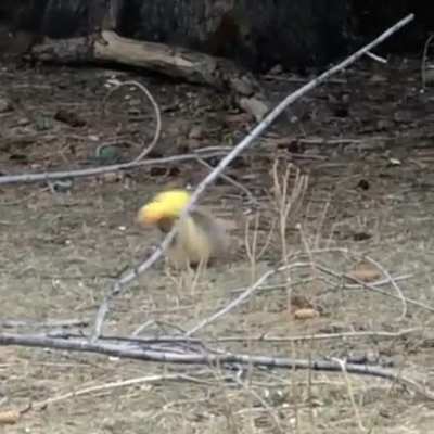 This totally belongs here. From r/eyebleach
