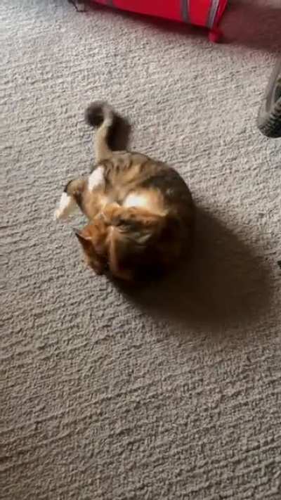 Was told to post my roly girl here