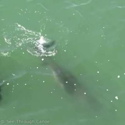 Newborn Bottlenose Dolphins are very dark & have white lines called fetal folds that vanish quickly with age. And their fins are a little floppy.