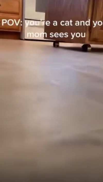 POV of a cat