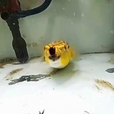 I didn't know pufferfish were this scary