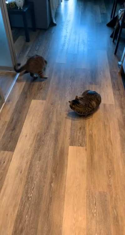 The elusive tail