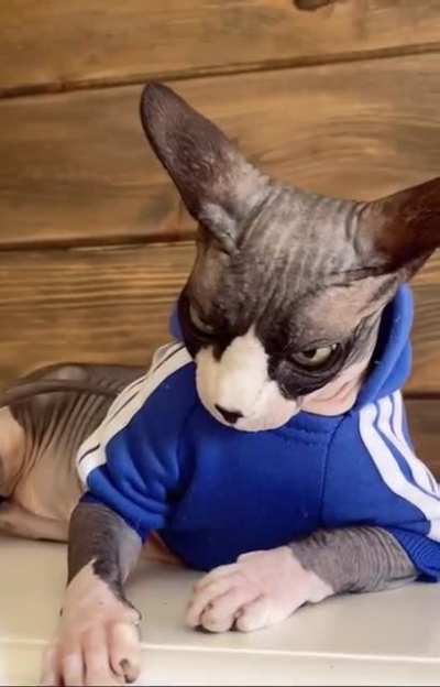 Slav cat