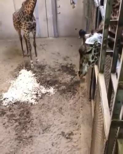 Baby giraffe meets dad for the first time. Watch the parents embrace at the end