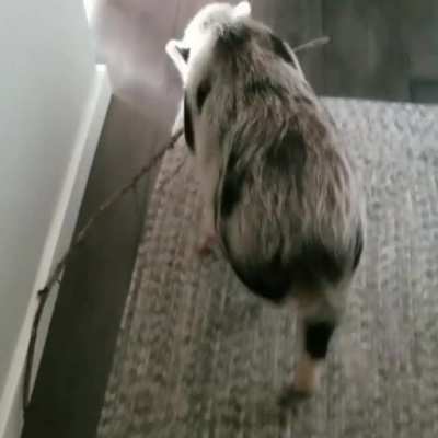 Wilbur found a good stick that needed to be brought home