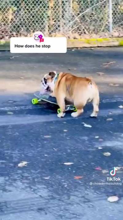 Skateboarding dog