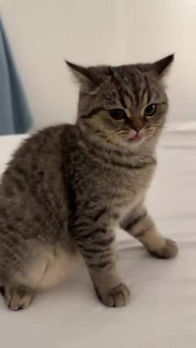 Cat.