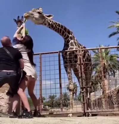 Tug of war - 🦒 edition!