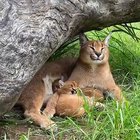 smol yawwn