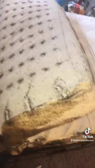 Bed bug infestation