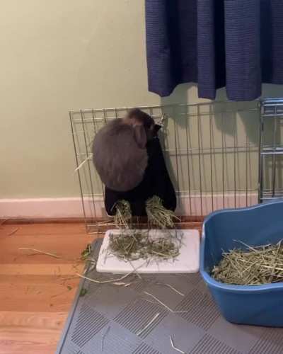 Um, Gary, you’re not supposed to be IN the hay bag 🤦‍♀️