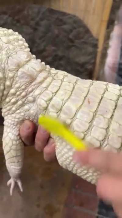Coconut the albino gator loves scrubbies!