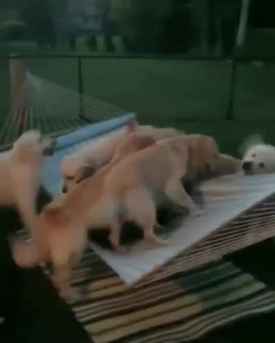 Dogs... too many dogs... oh no