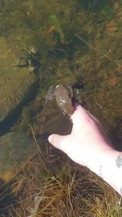 The frog whisperer 