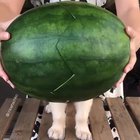 Wait for it... 🍉