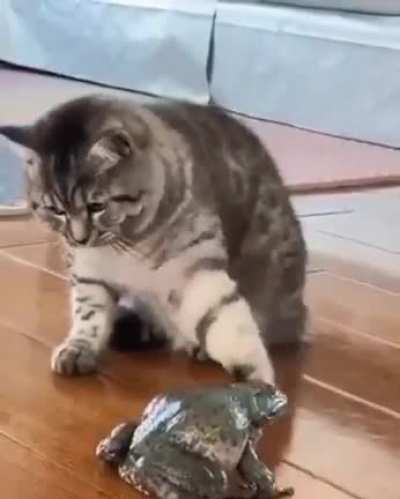 Wordington frog