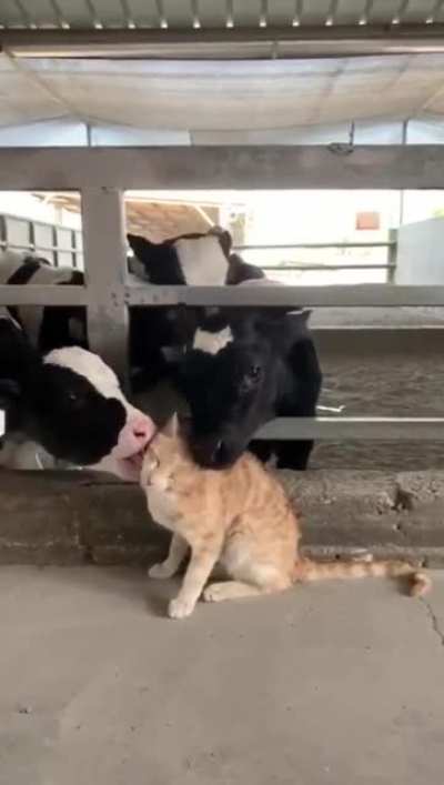 He must taste good :)