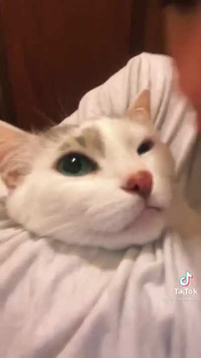 gatinho falandinho