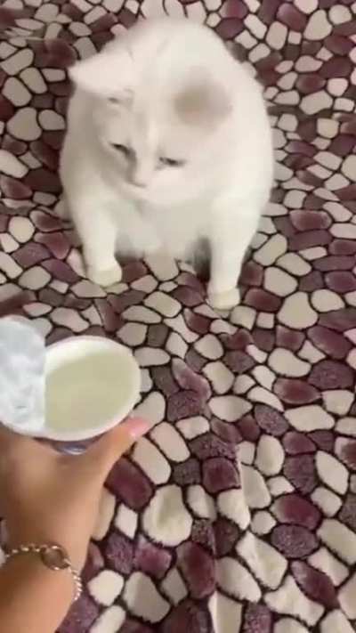 Yoghurt?