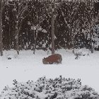 🔥 A wild fox playing around with a dog toy it found in someone’s backyard 🔥