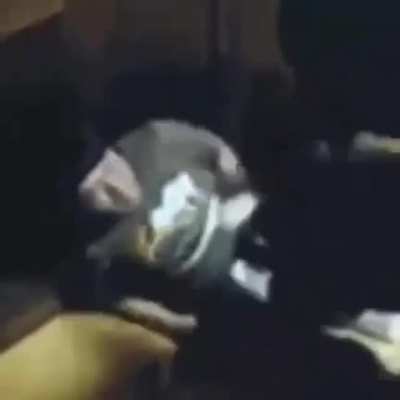 Random Video (4)