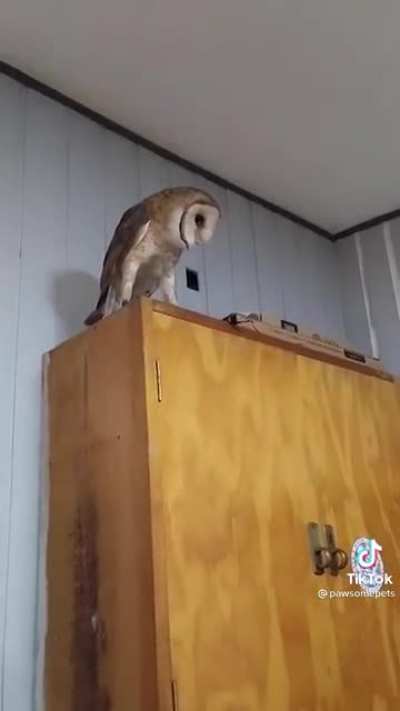 OWL Afraid of puppy