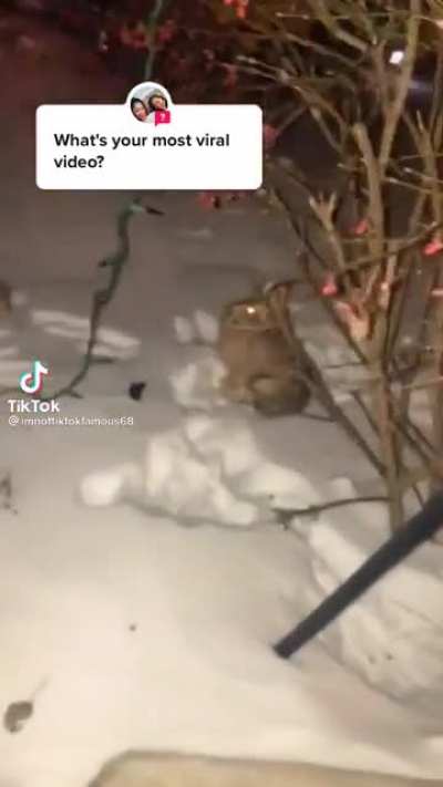 Stop tormenting the rabbit!
