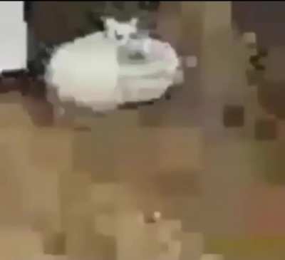 keske kedi olsaydim